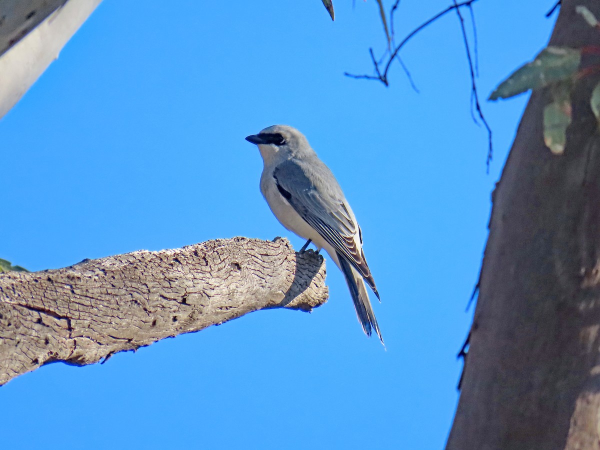 White-bellied Cuckooshrike - ML627951967