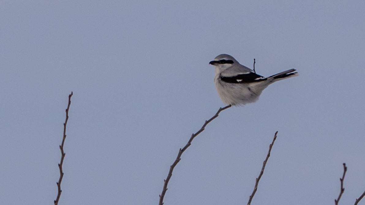 Northern Shrike - ML627952000