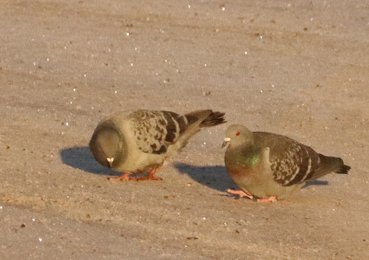 Rock Pigeon (Feral Pigeon) - ML627952003