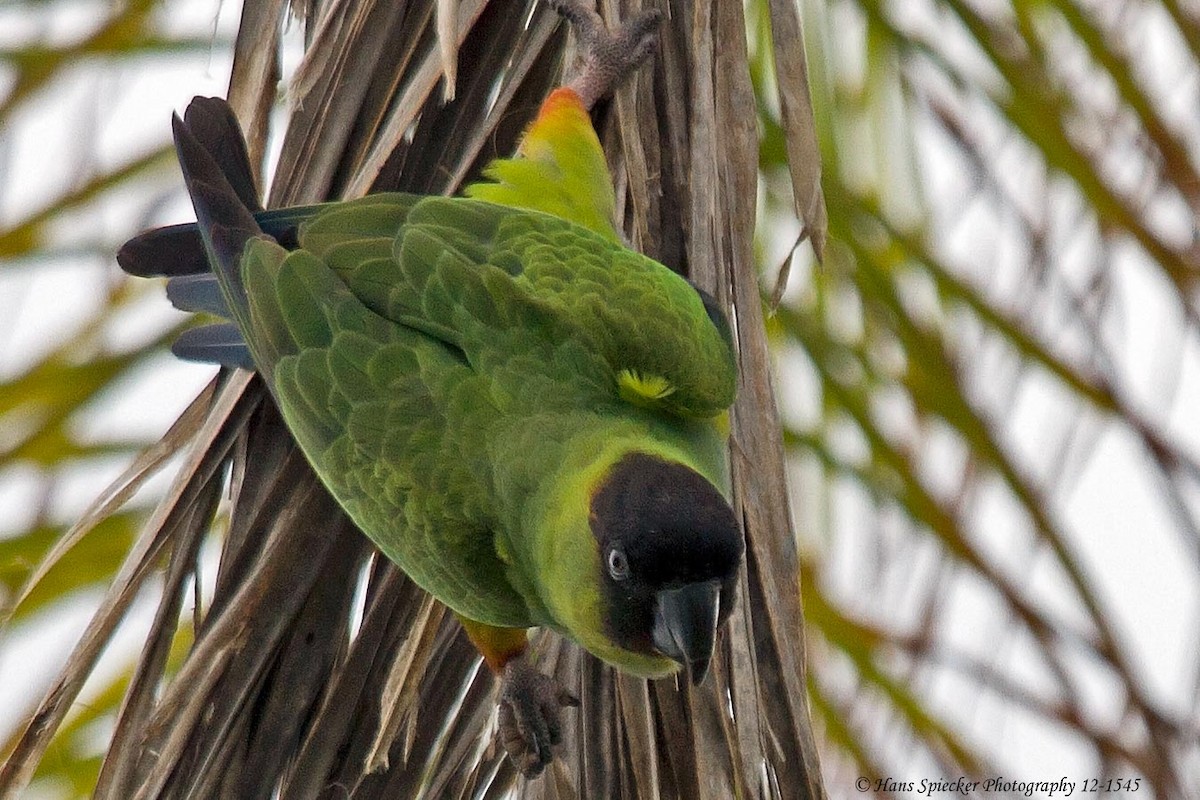 Nanday Parakeet - ML62795201