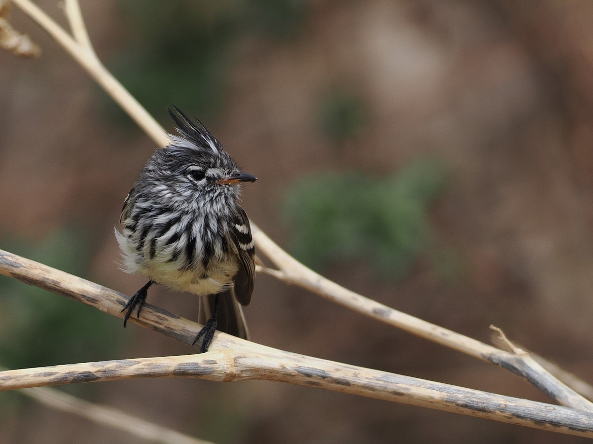 Yellow-billed Tit-Tyrant - ML627952079