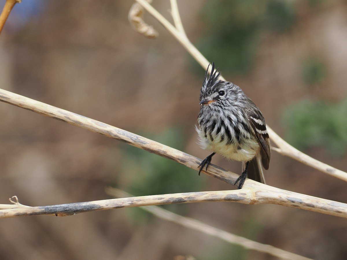 Yellow-billed Tit-Tyrant - ML627952080