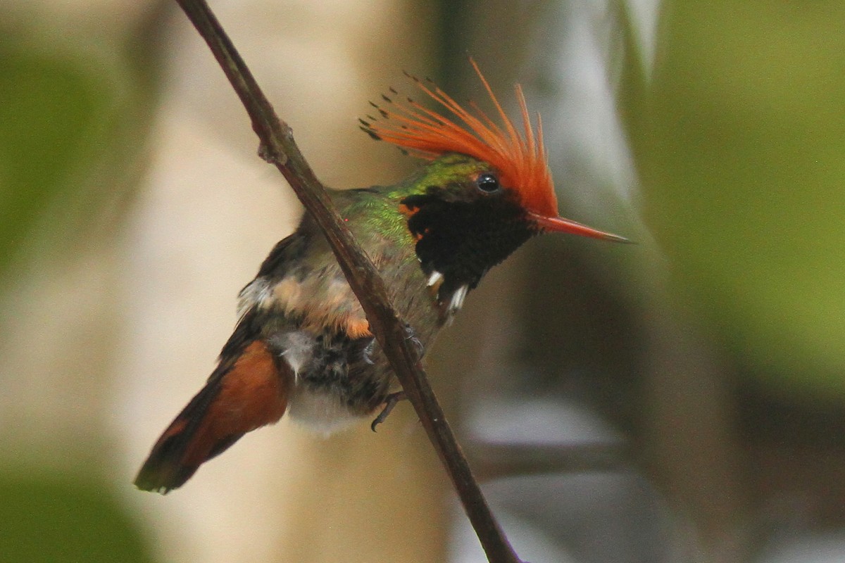 Rufous-crested Coquette - ML627952128