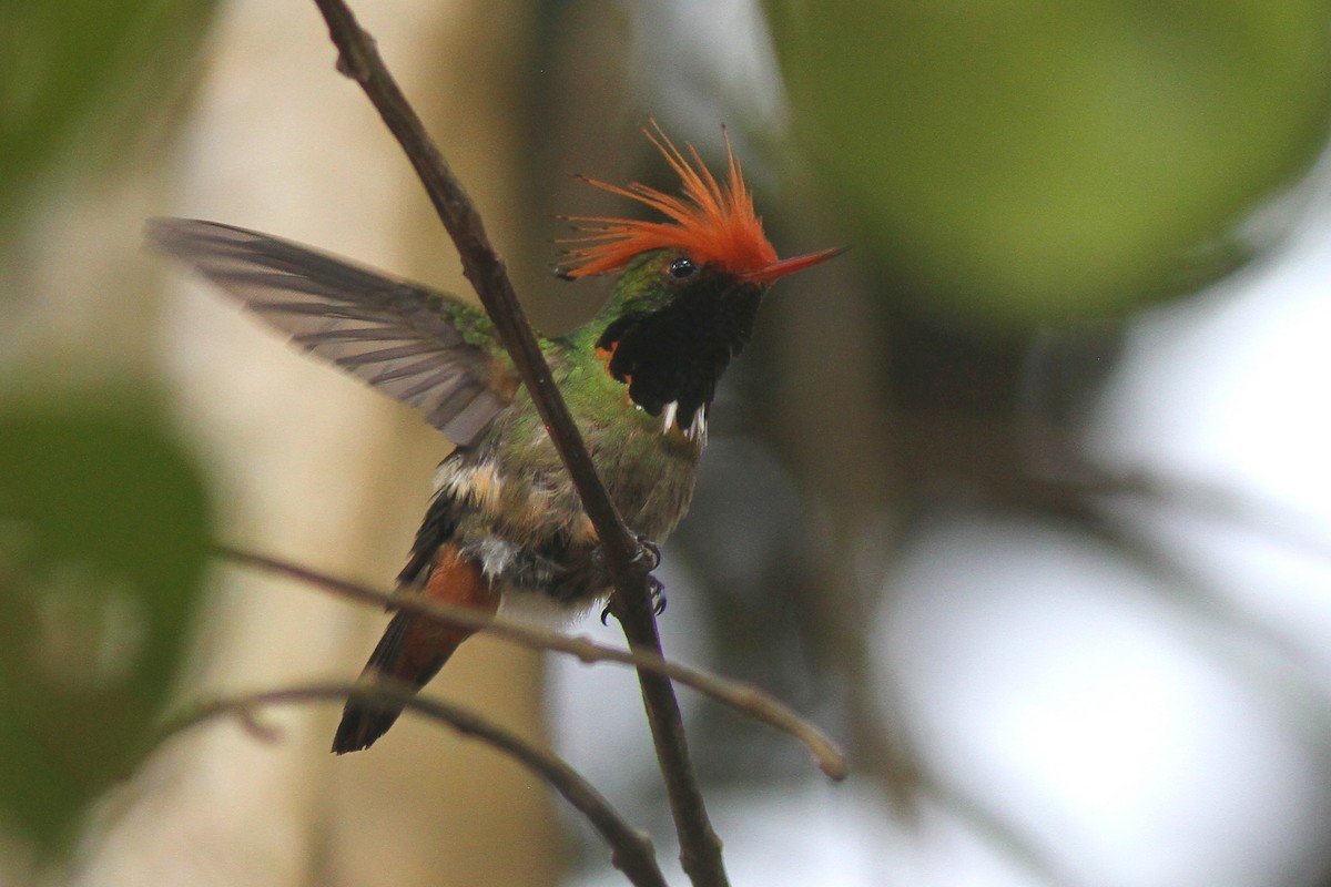 Rufous-crested Coquette - ML627952130