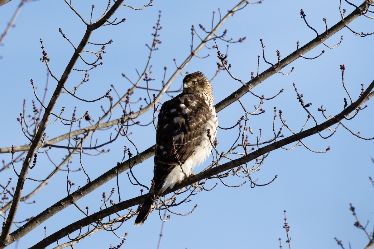 Red-tailed Hawk - ML627952156