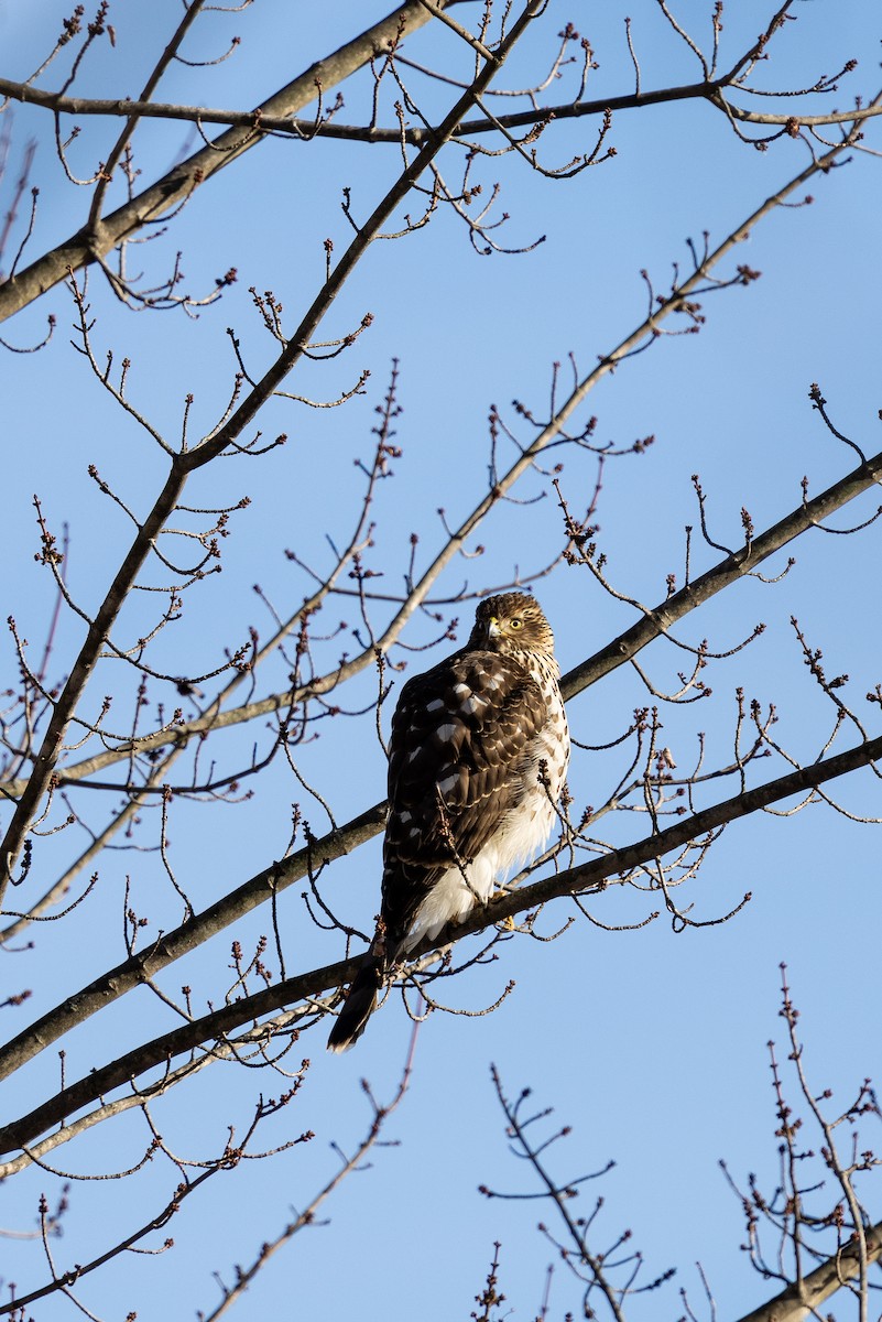 Red-tailed Hawk - ML627952157