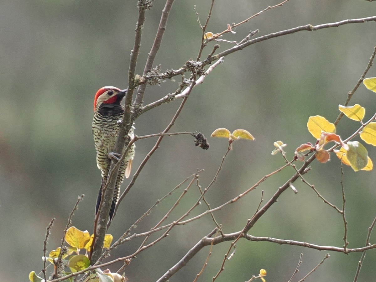 Black-necked Woodpecker - ML627952163