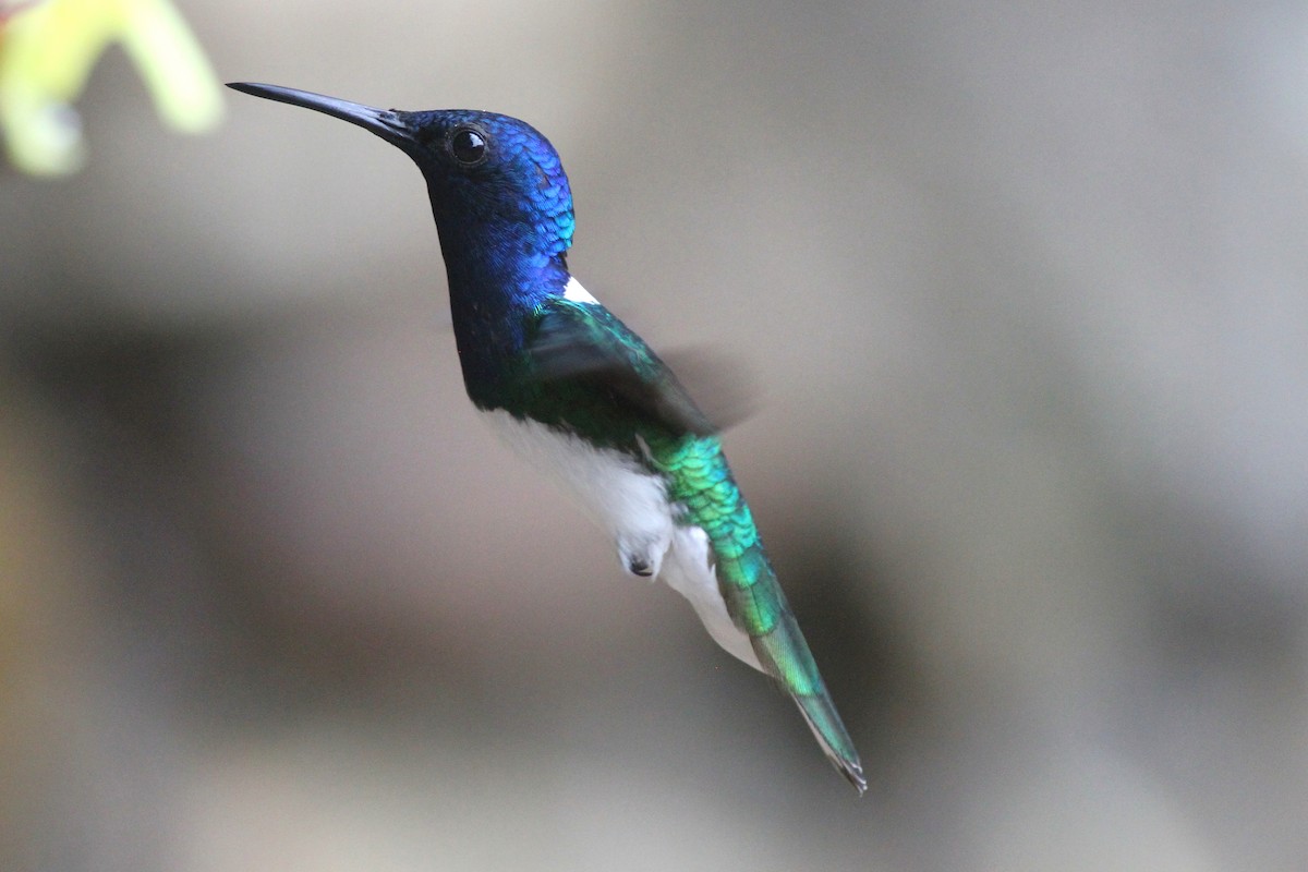 White-necked Jacobin - ML627952198