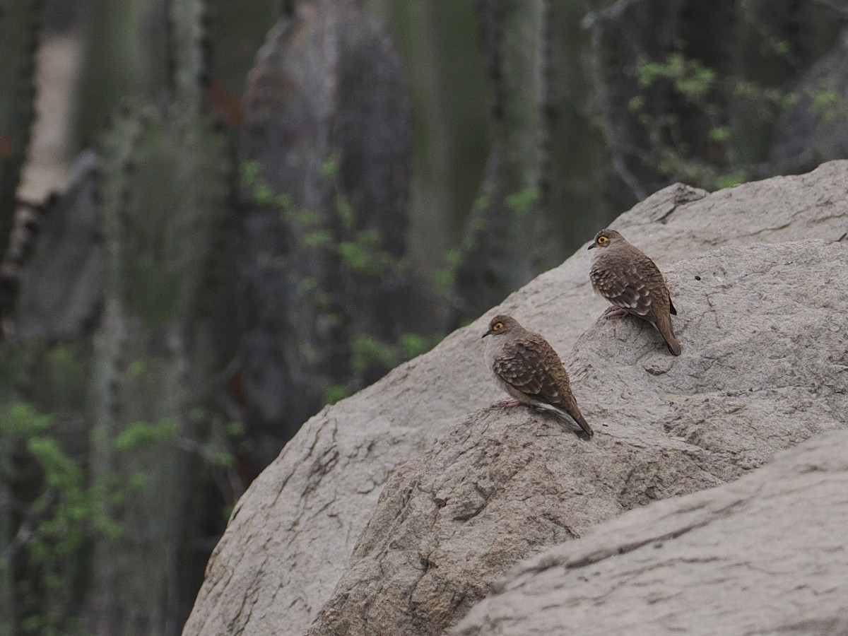 Bare-faced Ground Dove - ML627952216