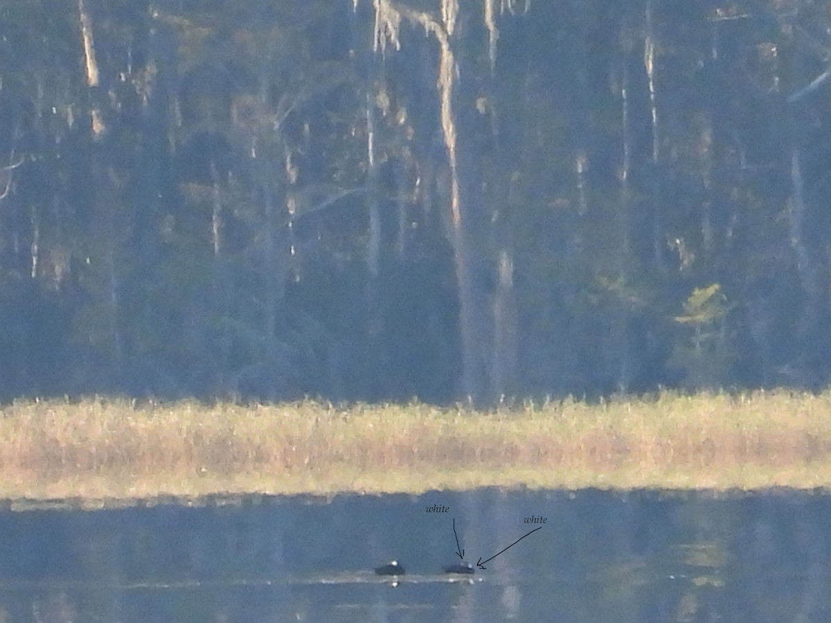 Surf Scoter - ML627952305