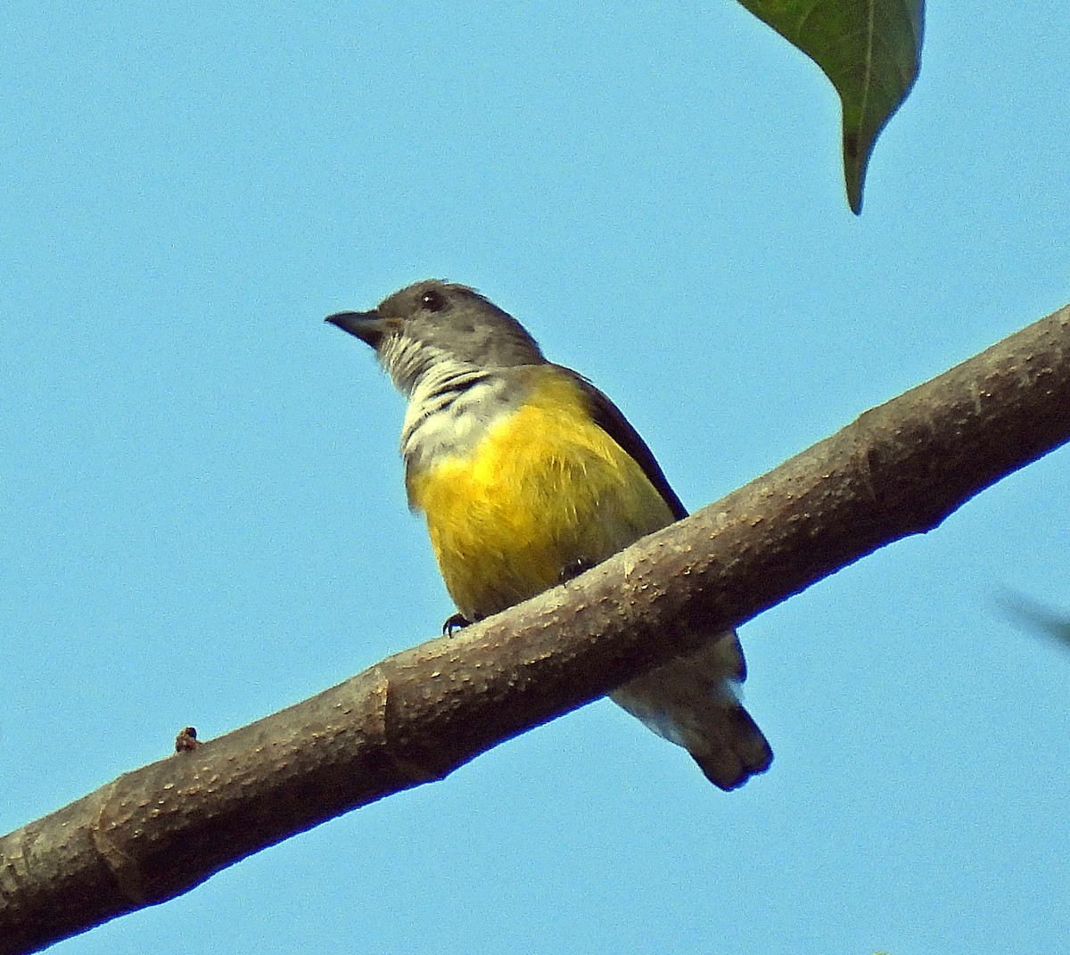 White-throated Flowerpecker - ML627952306