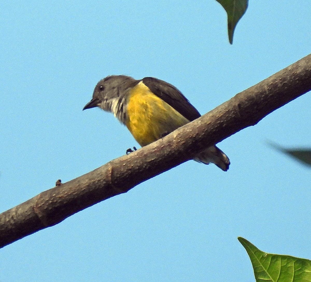 White-throated Flowerpecker - ML627952307