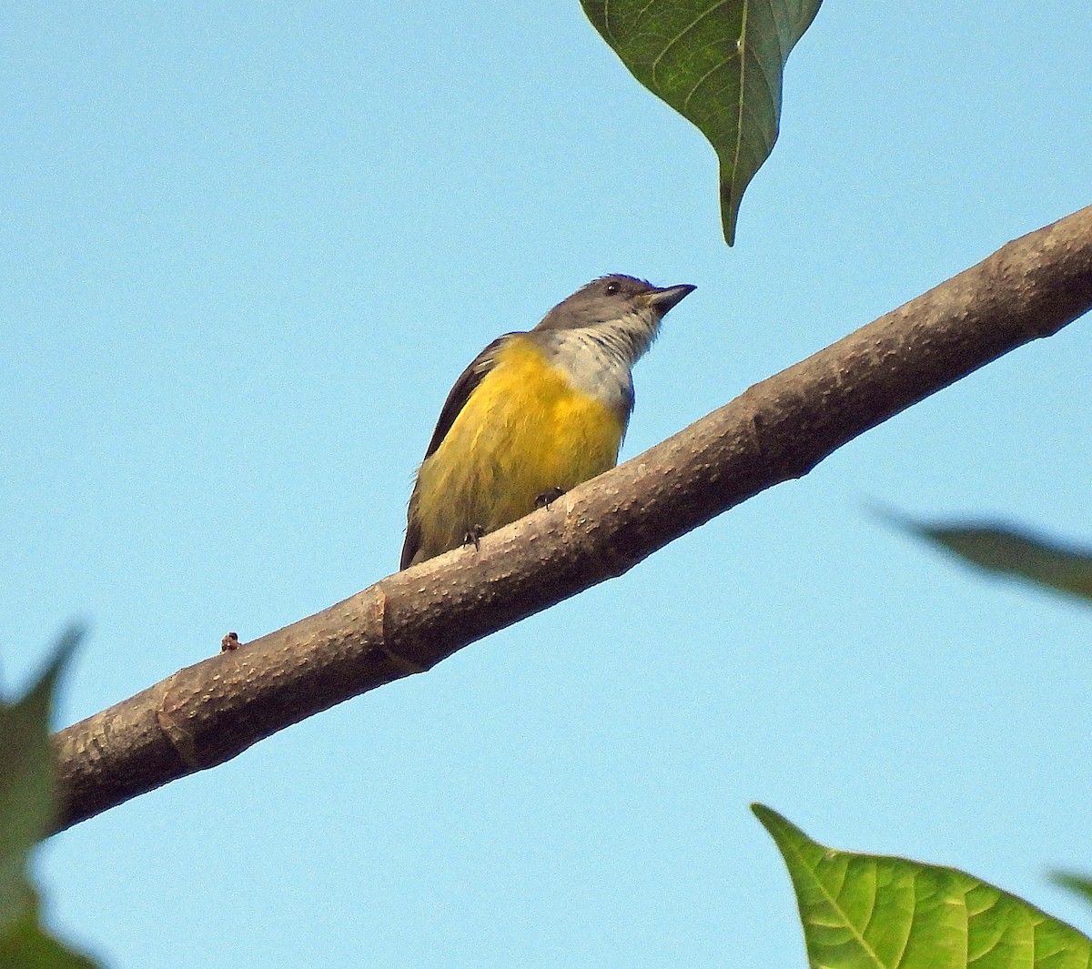 White-throated Flowerpecker - ML627952308