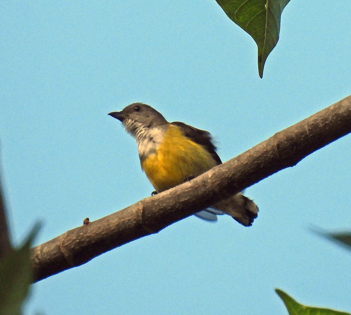 White-throated Flowerpecker - ML627952309