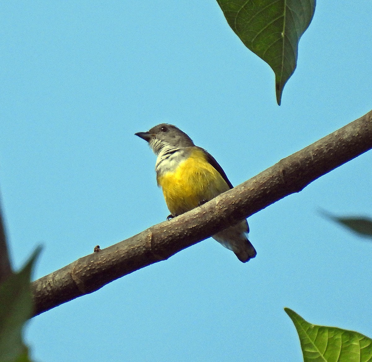 White-throated Flowerpecker - ML627952310