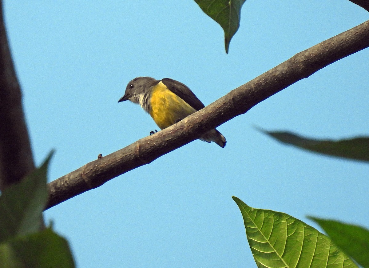 White-throated Flowerpecker - ML627952311