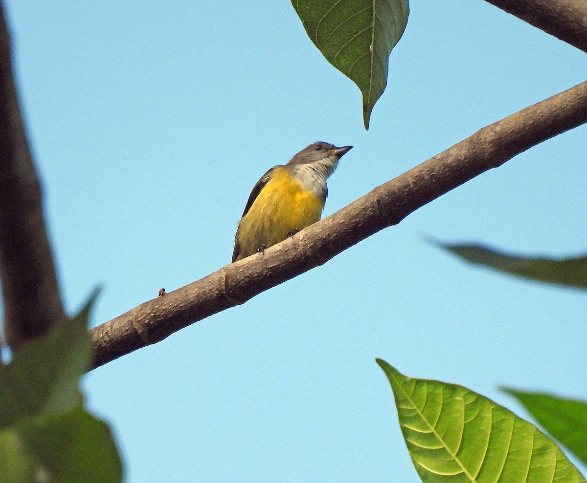 White-throated Flowerpecker - ML627952312