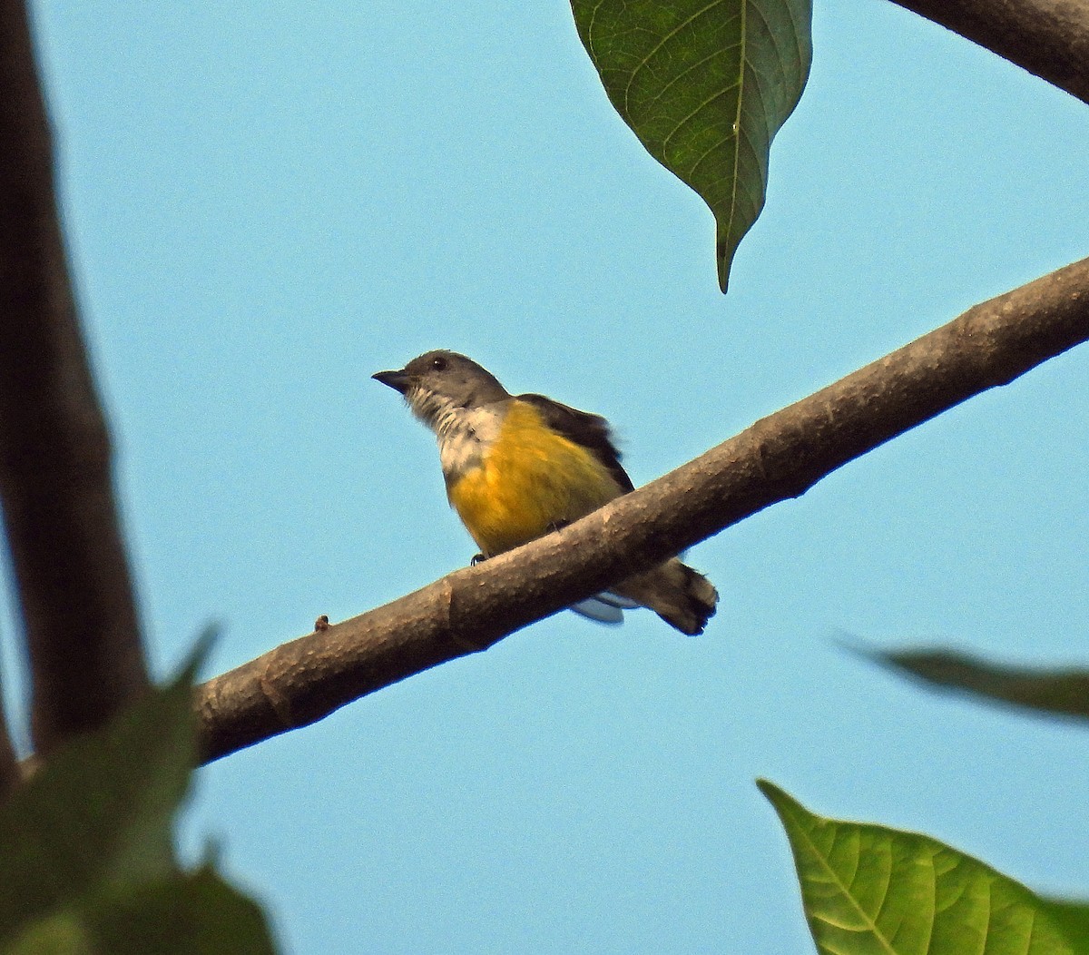 White-throated Flowerpecker - ML627952313