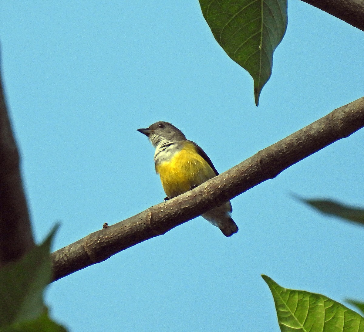 White-throated Flowerpecker - ML627952314