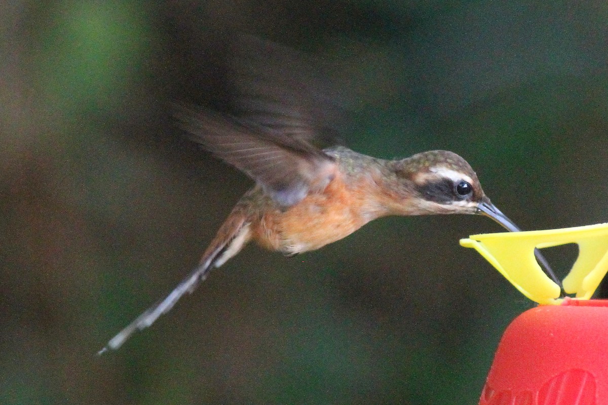 Gray-chinned Hermit - ML627952315