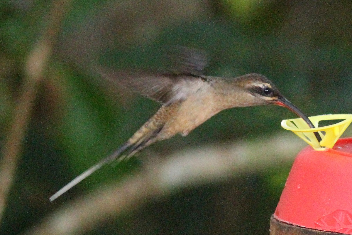 Great-billed Hermit - ML627952337