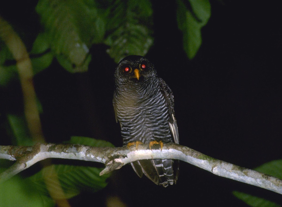 Black-banded Owl - ML627952375