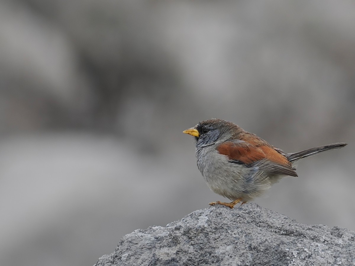 Great Inca-Finch - ML627952401