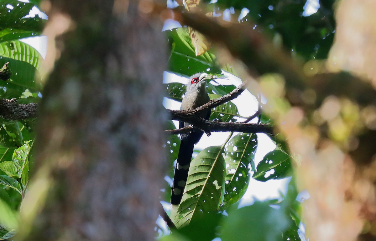 Black-bellied Malkoha - ML627952405