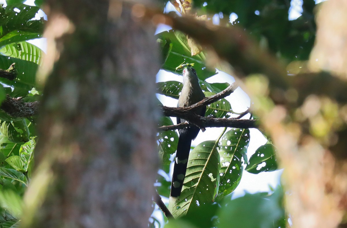 Black-bellied Malkoha - ML627952406