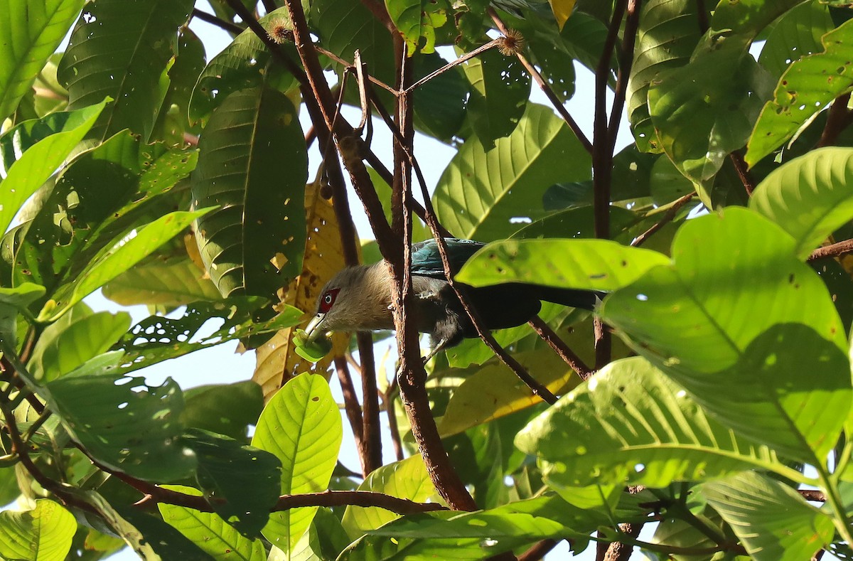 Black-bellied Malkoha - ML627952408