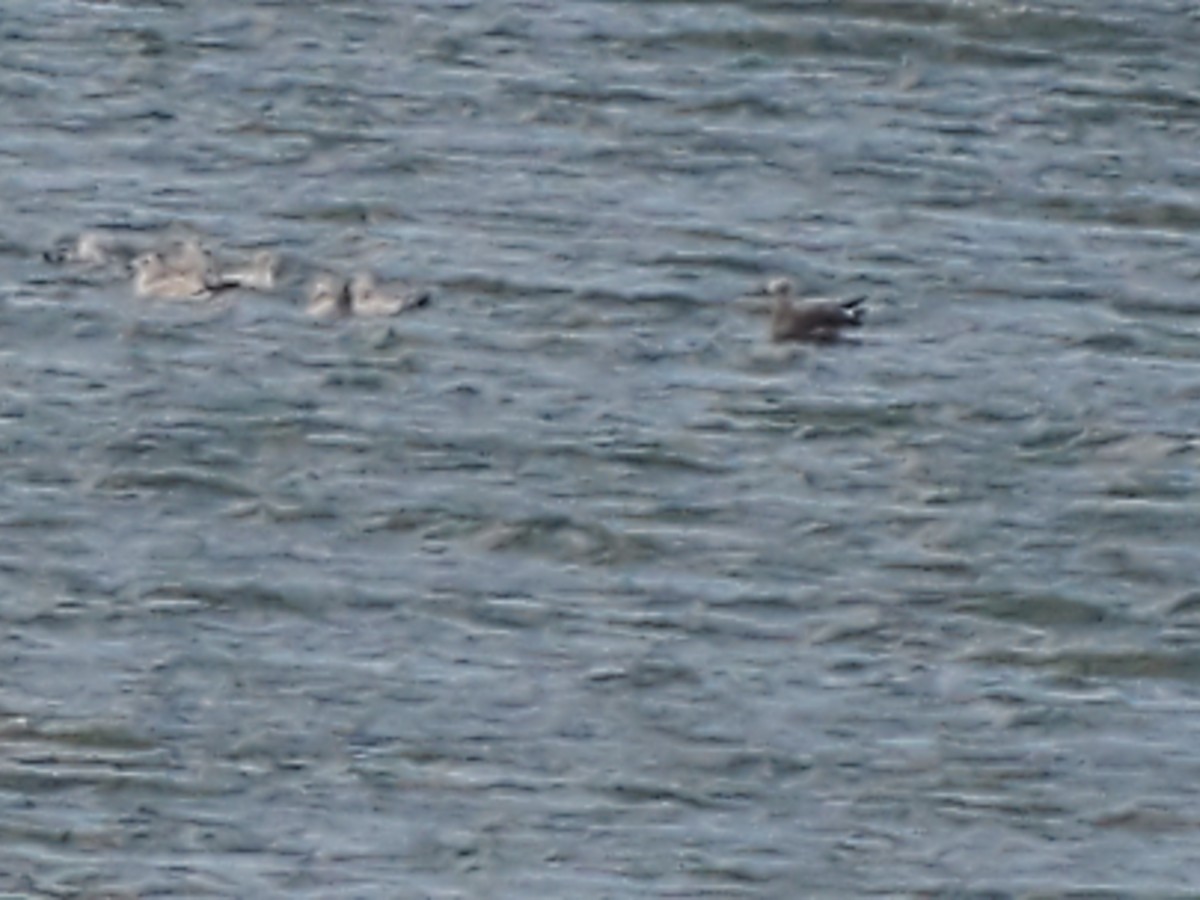 オグロカモメ - ML627952416