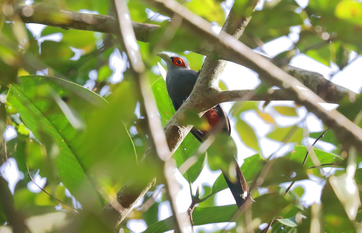 Chestnut-bellied Malkoha - ML627952418