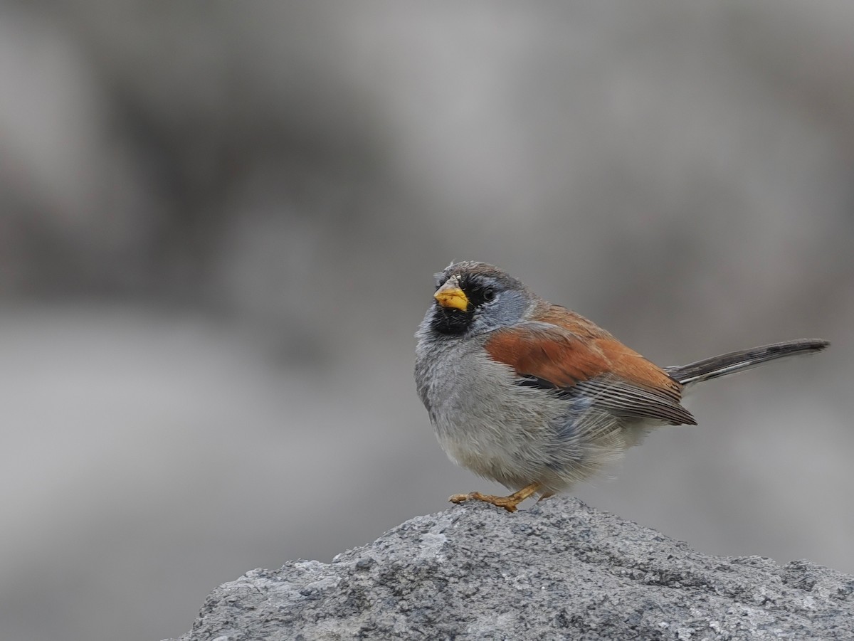 Great Inca-Finch - ML627952447