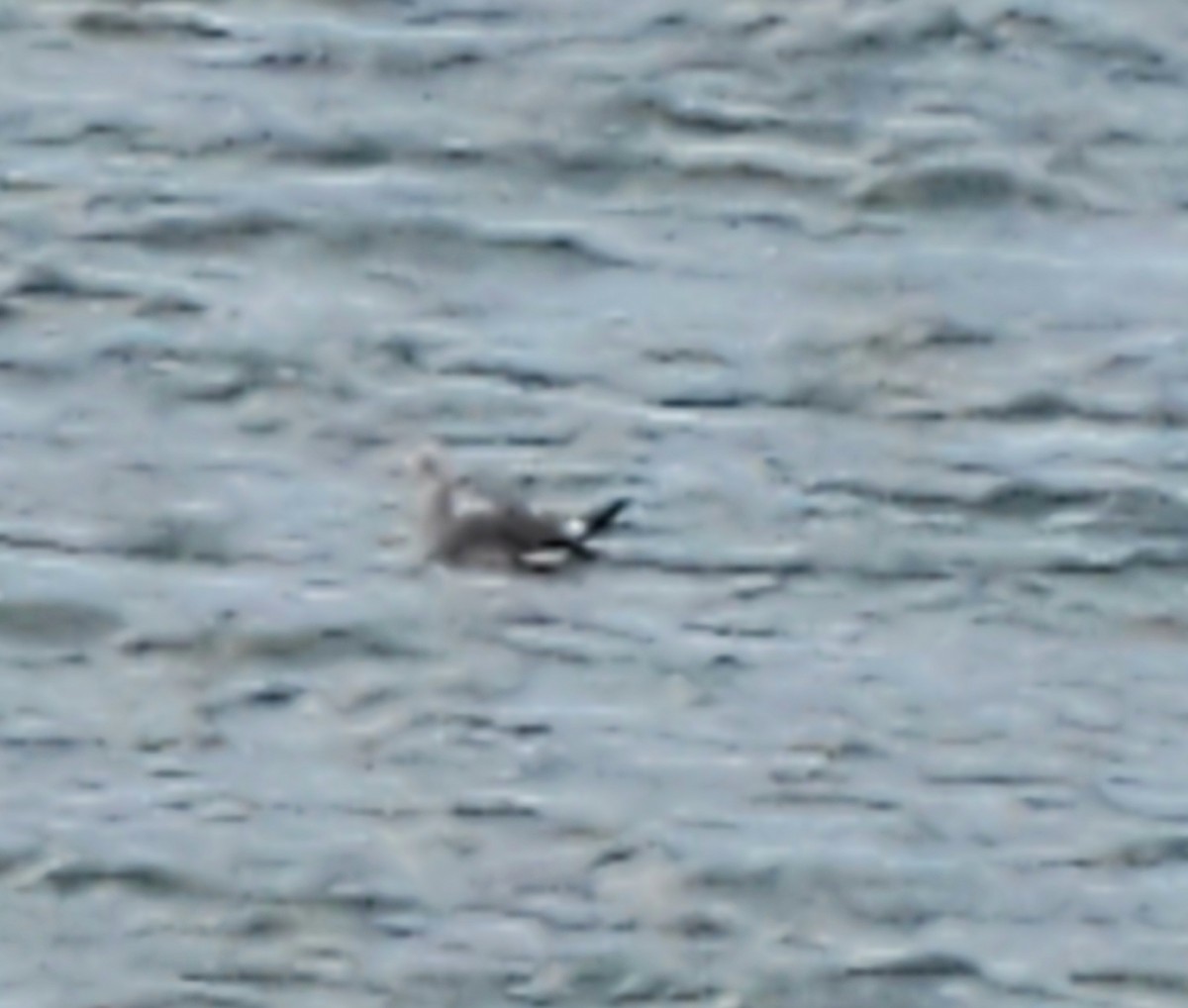 オグロカモメ - ML627952453