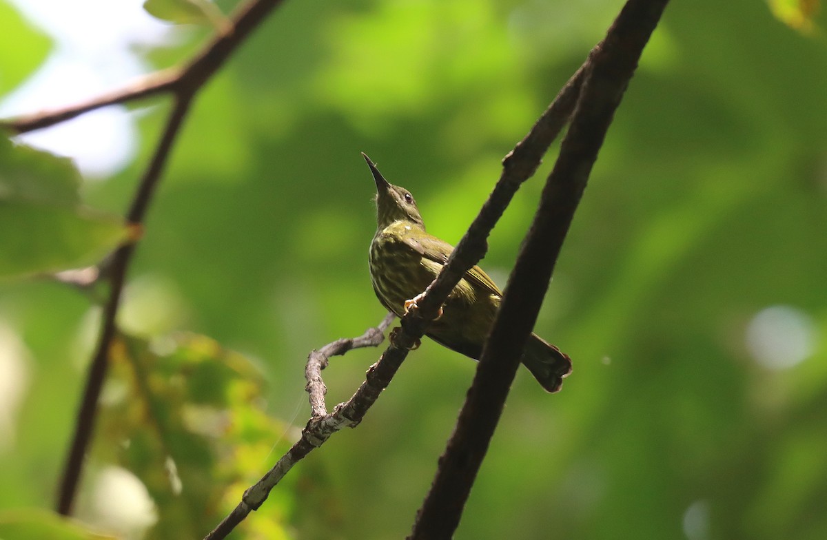 Purple-naped Spiderhunter - ML627952524