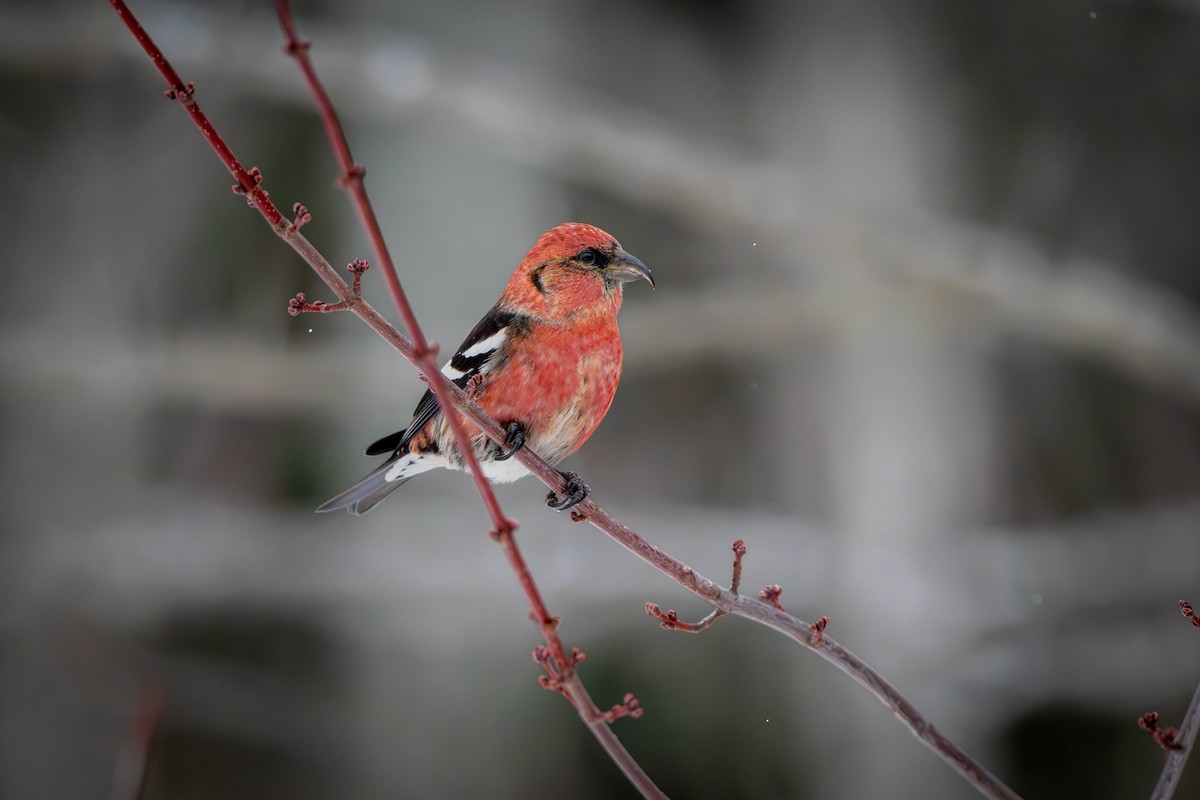 White-winged Crossbill - ML627952549