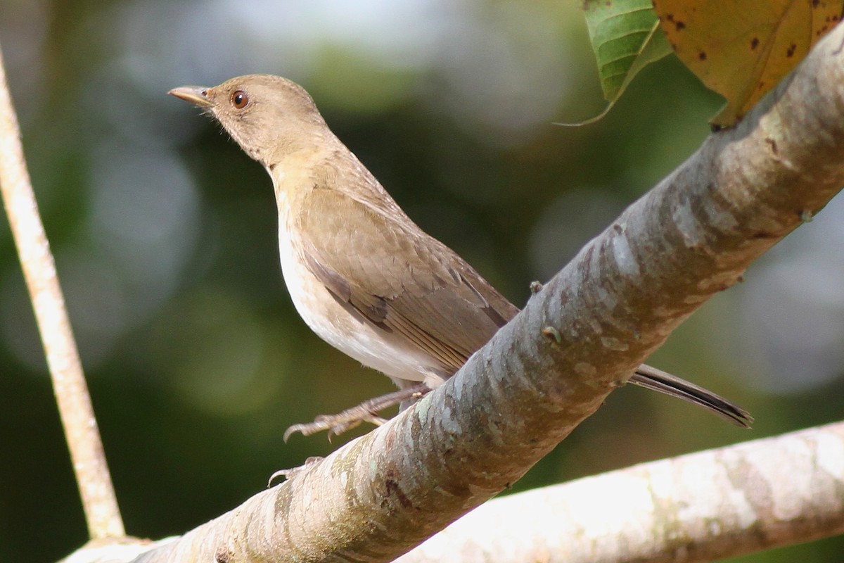 Pale-breasted Thrush - ML627952579