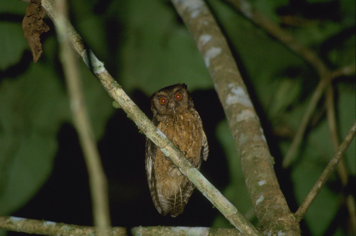 Tawny-bellied Screech-Owl - ML627952596