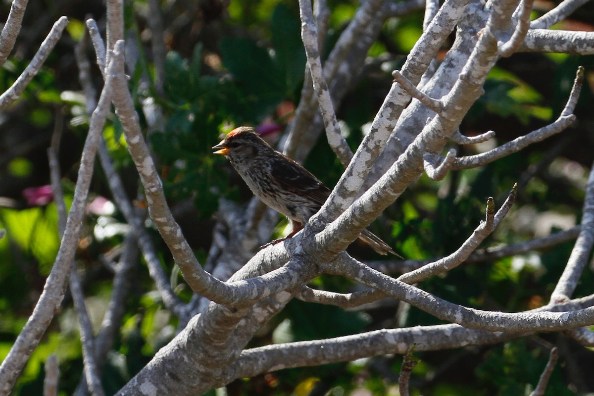 čečetka zimní (ssp. flammea/rostrata/islandica) - ML627952691