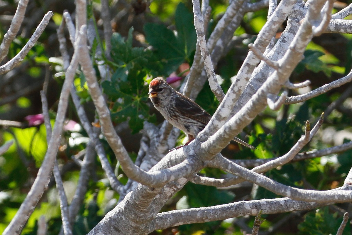 čečetka zimní (ssp. flammea/rostrata/islandica) - ML627952692