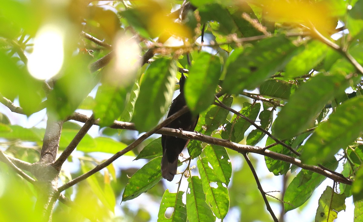 Black-and-white Bulbul - ML627952710