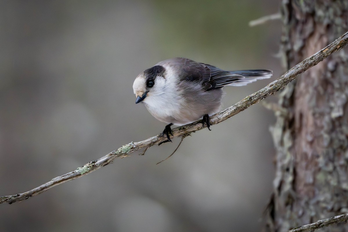 Canada Jay - ML627952815