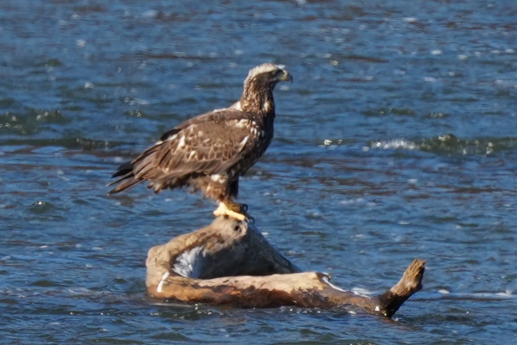 orel bělohlavý - ML627952822