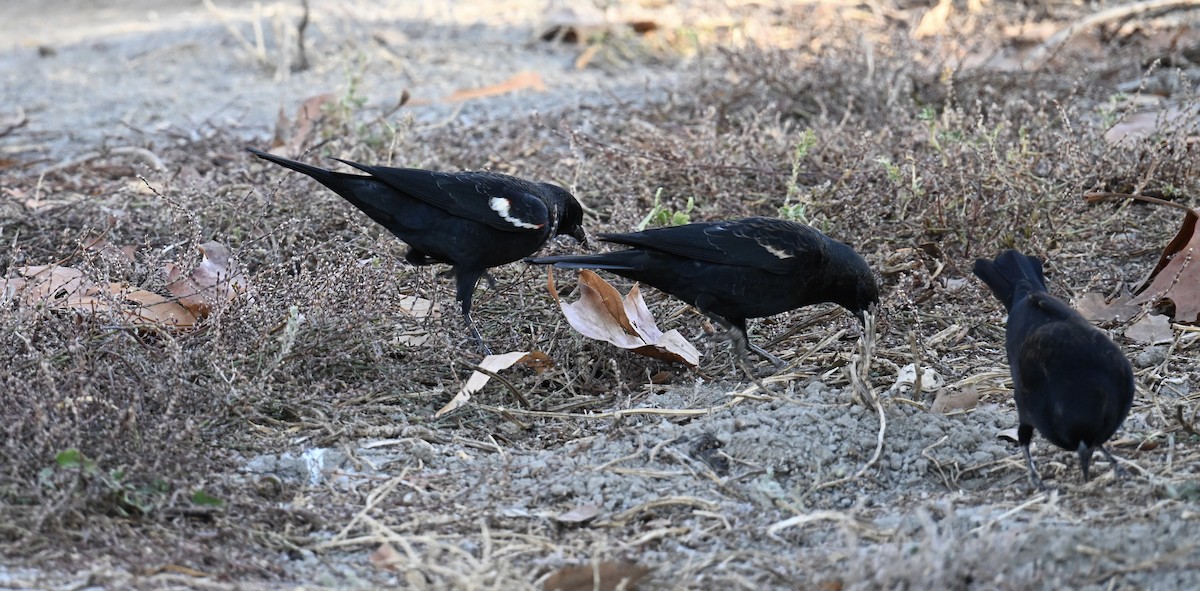 Tricolored Blackbird - ML627952882