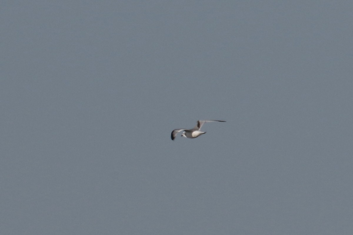 Black-legged Kittiwake - ML627952921