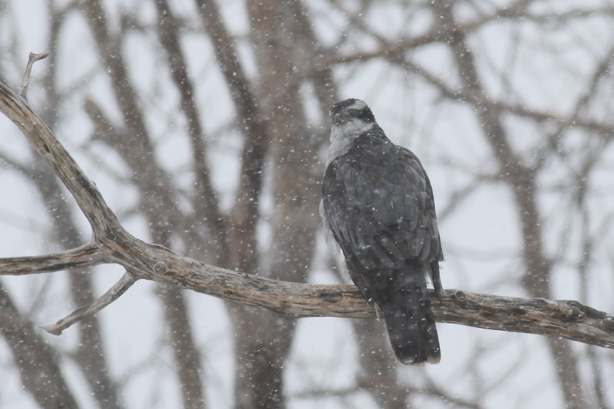 American Goshawk - ML627952933