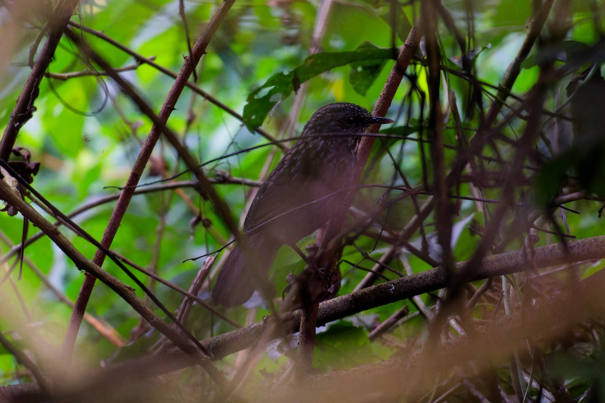 Annam Limestone Babbler - ML627952983