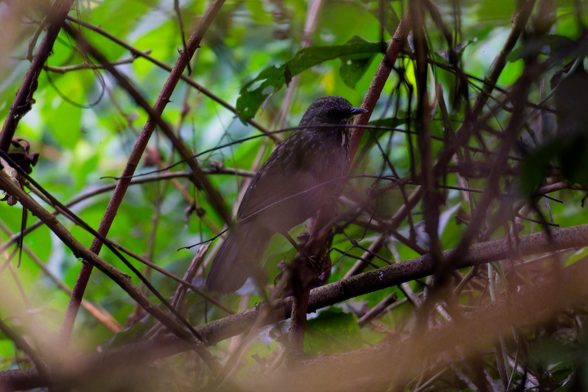 Annam Limestone Babbler - ML627952991