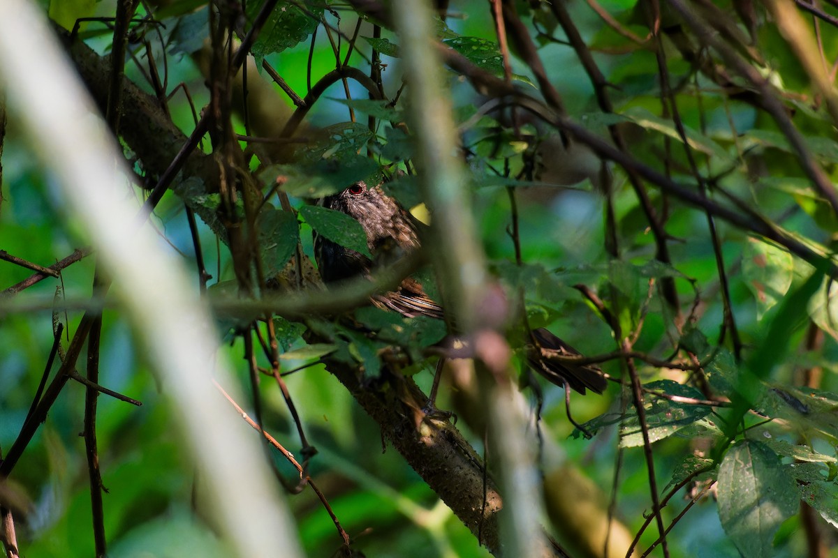 Annam Limestone Babbler - ML627953007