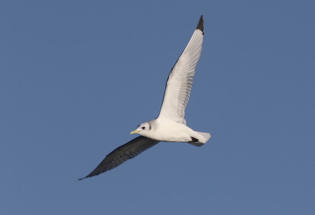 Black-legged Kittiwake - ML627953008